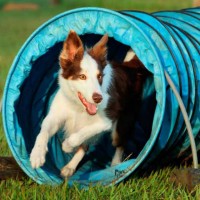 輕（小）型狗隧道